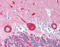 Neuronal Calcium Sensor 1 antibody, AP07405PU-N, Origene, Immunohistochemistry frozen image 