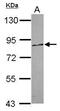 Protocadherin Alpha 12 antibody, PA5-31545, Invitrogen Antibodies, Western Blot image 
