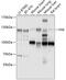 Protein Tyrosine Kinase 2 antibody, 14-044, ProSci, Western Blot image 