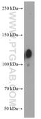 Integrin Subunit Beta 1 antibody, 66315-1-Ig, Proteintech Group, Western Blot image 