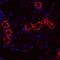 UMOD antibody, MA5-24374, Invitrogen Antibodies, Immunohistochemistry frozen image 