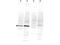 Calcium/Calmodulin Dependent Protein Kinase IV antibody, A01905, Boster Biological Technology, Western Blot image 