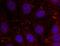 Receptor tyrosine-protein kinase erbB-3 antibody, AP09510PU-S, Origene, Immunofluorescence image 