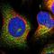 Mitochondrial Ribosomal Protein L50 antibody, HPA022925, Atlas Antibodies, Immunocytochemistry image 