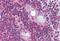 Platelet-activating factor acetylhydrolase IB subunit alpha antibody, MBS241299, MyBioSource, Immunohistochemistry paraffin image 