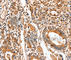 Fatty Acid Binding Protein 7 antibody, A2727, ABclonal Technology, Immunohistochemistry paraffin image 