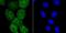 PKACA antibody, NBP2-75620, Novus Biologicals, Immunofluorescence image 