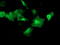Akt antibody, LS-C173711, Lifespan Biosciences, Immunofluorescence image 