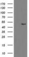 Mitochondrial Ribosomal Protein S27 antibody, NBP2-03888, Novus Biologicals, Western Blot image 