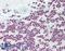 T-Box 15 antibody, LS-B11137, Lifespan Biosciences, Immunohistochemistry frozen image 