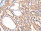 Peroxiredoxin 2 antibody, CSB-PA242653, Cusabio, Immunohistochemistry frozen image 
