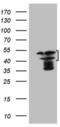High Mobility Group 20A antibody, MA5-26833, Invitrogen Antibodies, Western Blot image 