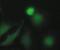 Cyclin Dependent Kinase 1 antibody, MA5-15212, Invitrogen Antibodies, Immunofluorescence image 
