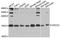 Ubiquinol-Cytochrome C Reductase Complex Assembly Factor 2 antibody, A9986, ABclonal Technology, Western Blot image 