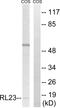 60S ribosomal protein L23 antibody, PA5-38984, Invitrogen Antibodies, Western Blot image 