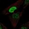 GSF antibody, NBP2-38865, Novus Biologicals, Immunofluorescence image 