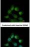 Coiled-Coil Domain Containing 14 antibody, PA5-31759, Invitrogen Antibodies, Immunofluorescence image 