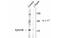 EPH Receptor B2 antibody, MBS835101, MyBioSource, Western Blot image 