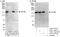 TBC1 Domain Family Member 4 antibody, A303-727A, Bethyl Labs, Western Blot image 