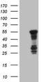 Basic Helix-Loop-Helix Family Member E41 antibody, TA806281S, Origene, Western Blot image 