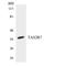 Taste receptor type 2 member 7 antibody, LS-C200758, Lifespan Biosciences, Western Blot image 