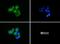 SAH3 antibody, NB100-401, Novus Biologicals, Immunocytochemistry image 