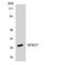 Serine/arginine-rich splicing factor 7 antibody, LS-B14701, Lifespan Biosciences, Western Blot image 