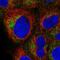 Translocase Of Outer Mitochondrial Membrane 40 antibody, HPA036231, Atlas Antibodies, Immunofluorescence image 