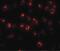 Protein maelstrom homolog antibody, PA5-20923, Invitrogen Antibodies, Immunofluorescence image 