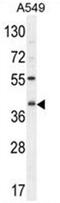 C5a anaphylatoxin chemotactic receptor antibody, AP50640PU-N, Origene, Western Blot image 