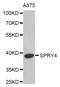 Sprouty RTK Signaling Antagonist 4 antibody, abx004783, Abbexa, Western Blot image 