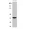 Olfactory Receptor Family 1 Subfamily A Member 1 antibody, LS-C385053, Lifespan Biosciences, Western Blot image 