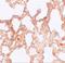 Zinc Finger MYM-Type Containing 1 antibody, GTX32000, GeneTex, Immunohistochemistry paraffin image 