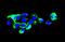 Agrin antibody, A04649, Boster Biological Technology, Immunofluorescence image 