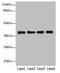 Mitochondrial Ribosomal Protein L44 antibody, orb355679, Biorbyt, Western Blot image 
