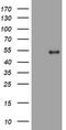 PHD Finger Protein 7 antibody, TA505155S, Origene, Western Blot image 