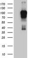 Actin Filament Associated Protein 1 antibody, TA810438S, Origene, Western Blot image 