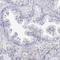 Enolase 4 antibody, HPA061509, Atlas Antibodies, Immunohistochemistry frozen image 