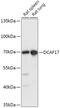 DDB1 And CUL4 Associated Factor 17 antibody, 18-096, ProSci, Western Blot image 