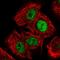 Host cell factor C1 regulator 1 antibody, HPA059647, Atlas Antibodies, Immunofluorescence image 