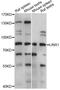 Lines Homolog 1 antibody, LS-C749885, Lifespan Biosciences, Western Blot image 