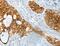 Keratin 18 antibody, MBS2518321, MyBioSource, Immunohistochemistry frozen image 