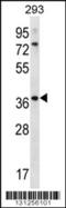 Olfactory Receptor Family 6 Subfamily X Member 1 antibody, 56-377, ProSci, Western Blot image 