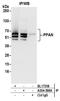 Peter Pan Homolog antibody, A304-598A, Bethyl Labs, Immunoprecipitation image 