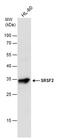 Sfrs2 antibody, PA5-78164, Invitrogen Antibodies, Western Blot image 