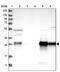 IFI30 Lysosomal Thiol Reductase antibody, PA5-55365, Invitrogen Antibodies, Western Blot image 