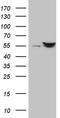 Serine Hydroxymethyltransferase 2 antibody, CF808813, Origene, Western Blot image 