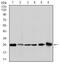 Glutathione S-transferase Mu 1 antibody, MA5-17085, Invitrogen Antibodies, Western Blot image 