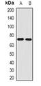 Neuronal PAS Domain Protein 4 antibody, orb376707, Biorbyt, Western Blot image 