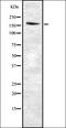 hScrib antibody, orb337106, Biorbyt, Western Blot image 